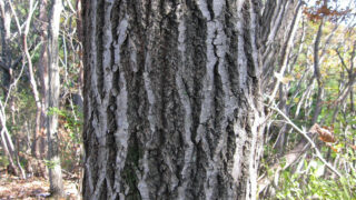 1 山採り　コナラ 山の樹木 コナラ(小楢) - 山と無線